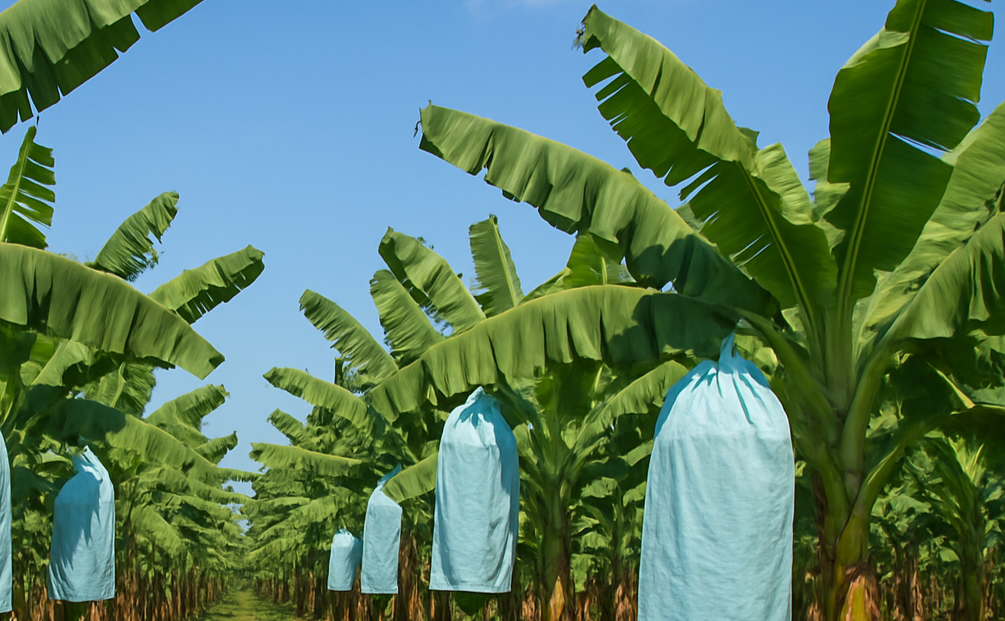 Banana Plants