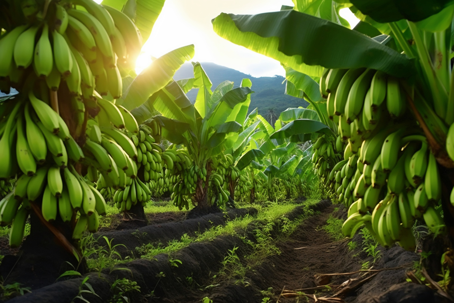 Banana Plants